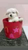 Фото №3. Teacup-Malteser-Hunde Zur Усыновление.  Германия