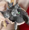Фото №2 к объявлению №146274 о продаже русская голубая - купить в России частное объявление