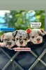 Фото №3. Franse Bulldog-pupswhatsapp me op 44 7453 907158.  Бельгия