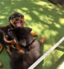 Фото №3. Gesunde Rottweilerwelpen zu verkaufen... Kontaktieren Sie mich per WhatsApp.  Германия