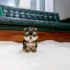 Фото №3. Teacup Yorkie Puppy для усыновления.  США