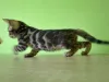 Дополнительные фото: Бенгальский котенок Bengal