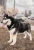 Дополнительные фото: Рич - лайка. Ищет дом!
