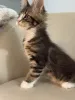 Дополнительные фото: Котята мейн-кун LOOF