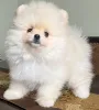 Фото №3. Очаровательные chiots Spitz nains (Poméraniens) cherchent un foyer aimant!.  Франция