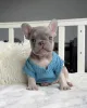 Фото №3. Wunderschöne Französische Bulldoggen-Welpen suchen einliebevolles neues Zuhause.  Германия