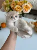 Фото №1. британская короткошёрстная - купить в Цюрих за договорная. Объявление №178098