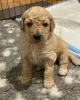 Фото №3. Очаровательные щенки AJ Mini Goldendoodle.  США