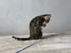 Дополнительные фото: Мраморная Бенгальская кошка