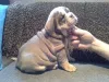 Фото №1. английский бульдог - купить в Аахен за 37107₽. Объявление №149035