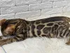 Дополнительные фото: Шикарный Бенгальский кот