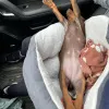 Фото №3. Nuttede dobermann hvalpe søger et kærligt hjem for altid.  Дания