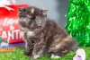 Фото №3. Экзотические короткошерстные котята te koop. Бельгия
