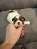 Дополнительные фото: Чистокровные щенки Ши-ТЦу