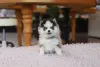 Фото №2 к объявлению №155003 о продаже померанского шпица - купить в США заводчик