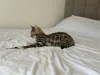 Дополнительные фото: Шикарный Бенгальский мальчик в разведение