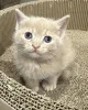 Фото №3. Домашняя кошка доступна для усыновления. Германия