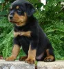 Фото №2 к объявлению №170513 о продаже ротвейлера - купить в Бахрейне 
