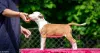 Дополнительные фото: Американские щенки Staffordshire Terrier