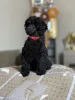 Дополнительные фото: Black Toy Poodle Girl Родилась 13 мая 2025 года.