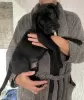 Дополнительные фото: Cane Corso Junge Zu Verkaufen