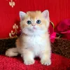 Фото №1. британская короткошёрстная - купить в Брюсселе за договорная. Объявление №144070