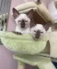 Фото №3. Siamkatzenbabys zu verkaufen. Австрия