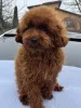 Дополнительные фото: Toy poodle 8 months/male