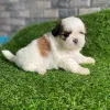 Фото №3. Smukke Shih Tzu-hvalpe søger kærlige hjem for altid.  Дания