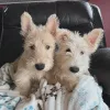 Дополнительные фото: Щенки шотландского терьера для усыновления и переосмысления