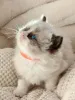 Дополнительные фото: Registrierte reinrassige Ragdoll-Kätzchen
