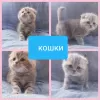 Фото №3. Большой выбор шотландских котят.. Беларусь