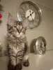 Фото №3. котята мейн-кун. Норвегия
