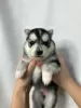 Дополнительные фото: Pomsky puppies (Щенки Помски)