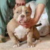 Фото №3. Чемпион Bloodline Pocket American Bully Puppies для продажи!.  США