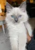 Дополнительные фото: Ragdoll Cittens