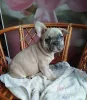 Дополнительные фото: Французский бульдог