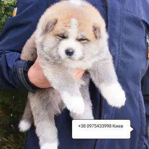 Дополнительные фото: Щенки японской Акита Ину хатико