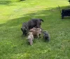 Дополнительные фото: Nuttede Cane Corso очень красив и безопасен для всех