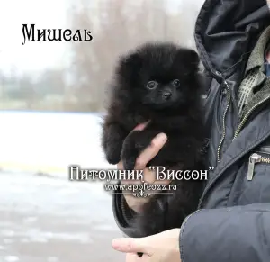 Дополнительные фото: Красивый щенок померанского шпица. Девочка черного окраса