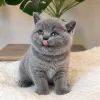 Фото №2 к объявлению №173801 о продаже британская короткошёрстная - купить в Великобритании частное объявление, заводчик