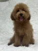 Дополнительные фото: Female toy poodle/ 8.5 months