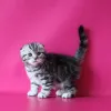 Фото №2 к объявлению №136984 о продаже шотландская вислоухая (скоттиш фолд) - купить в Германии 