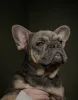 Фото №1. французский бульдог - купить в Инсбрук за договорная. Объявление №161460