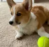 Дополнительные фото: Щенок вельш-корги