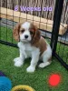 Дополнительные фото: Blenheim Cavalier King Charles Snapiel, 3 слева, готово сейчас