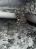 Дополнительные фото: Wunderschöne, Beim KC Registrierte Chihuahuas