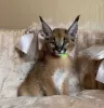 Дополнительные фото: dostępne kocięta caracal i caracat, savannah f1 i serval