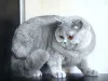 Дополнительные фото: Загорайте британскую короткую шорте