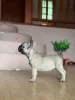 Дополнительные фото: Французский бульдог красивые щенки